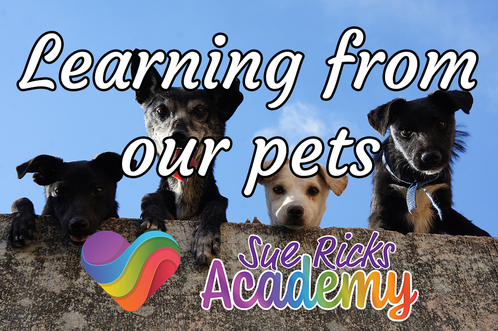 Learning from our pets